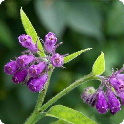 Common Comfrey Symphytum officinale close-up of tubular pink and purple drooping flowers clustered on hairy stems.
