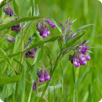 Common Comfrey Symphytum officinale tall plant with large green leaves and clusters of hanging pink purple flowers.