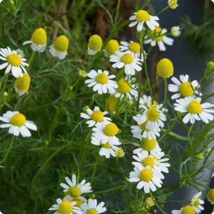 Scented Mayweed (Matricaria recutita) upright herb with feathery green leaves and clusters of white daisy-like flowers.