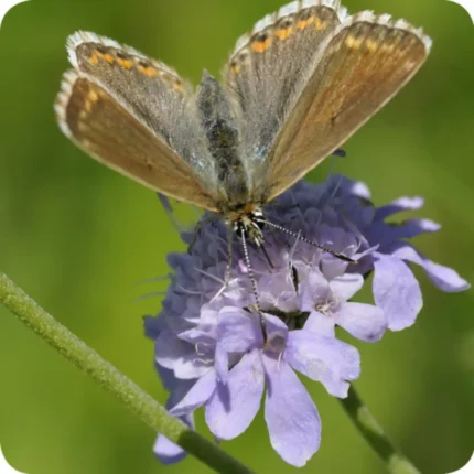 Small Scabious (Scabiosa columbaria) close-up of pale lilac pincushion flowers with a moth collecting nectar.