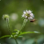 Small Teasel (Dipsacus pilosa) close-up of spiny white flower heads with green bracts on upright stems in summer bloom.