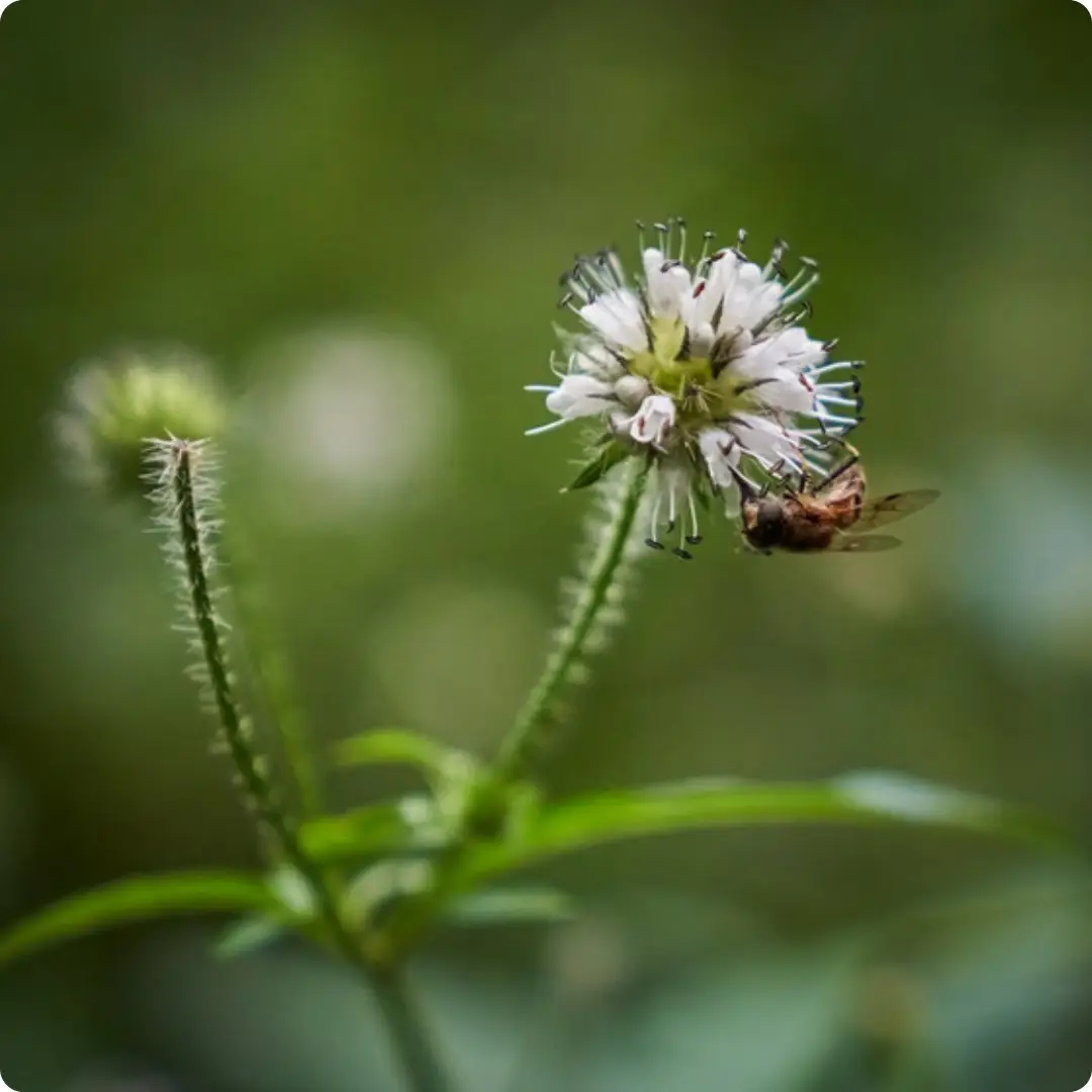 small teasel Small Teasel (Dipsacus pilosa) close-up of spiny white flower heads with green bracts on upright stems in summer bloom.