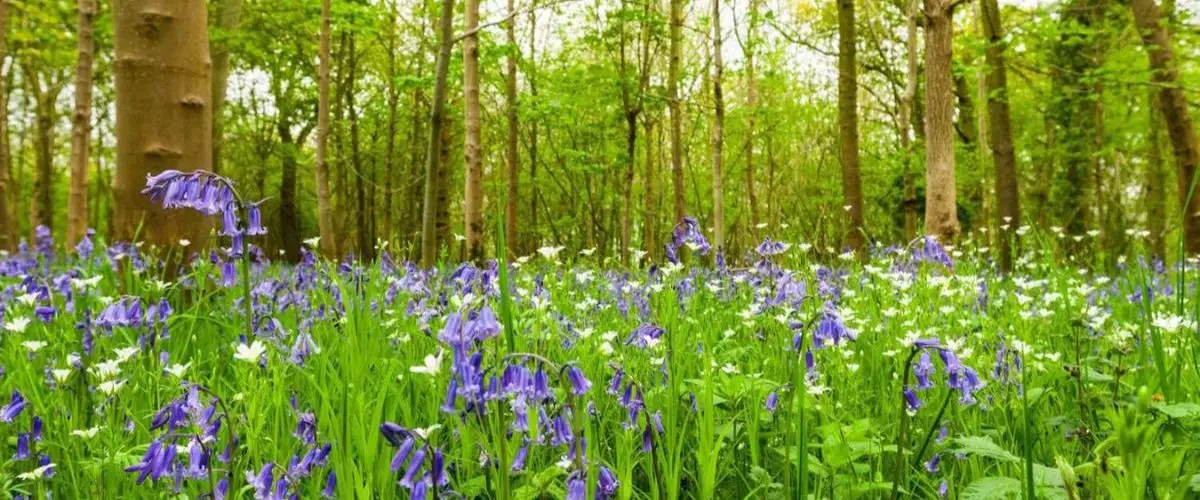 bluebells