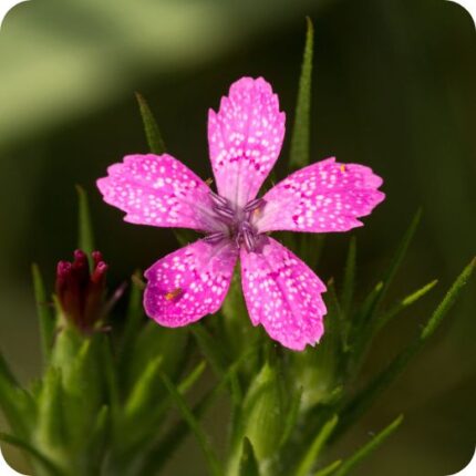 Deptford Pink (Dianthus armeria) close-up of small deep pink flowers with fringed petals in summer bloom.