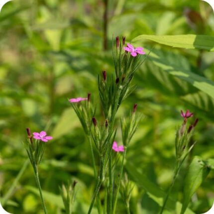 Deptford Pink (Dianthus armeria) growing in a wildflower meadow with grasses and other native flowering plants.