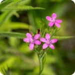 Deptford Pink (Dianthus armeria) slender plant with green stems, narrow leaves and clusters of bright pink flowers.