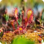 Greater Sundew (Drosera anglica) growing in a wet peat bog among moss and sedges under bright summer sunlight.