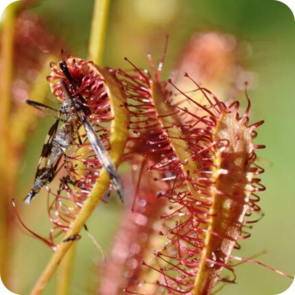 Greater Sundew (Drosera anglica) close-up of long red sticky leaves with tiny white flowers on tall delicate stems.