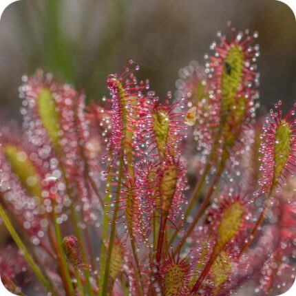 Oblong Sundew (Drosera intermedia) growing in a damp peat bog among sphagnum moss and grasses during summer.