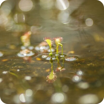 Oblong Sundew (Drosera intermedia) close-up of red sticky leaves with delicate white flowers on tall slender stems.