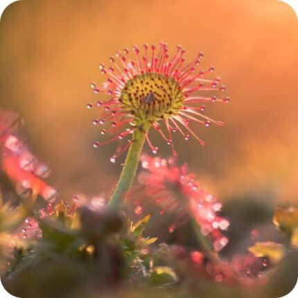 Round-leaved Sundew (Drosera rotundifolia) close-up of red sticky leaf hairs with tiny white flowers in summer bloom.