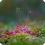 Round-leaved Sundew (Drosera rotundifolia) growing in a wet peat bog among mosses and grasses in bright summer light.