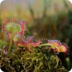 Round-leaved Sundew (Drosera rotundifolia) small carnivorous plant with rounded red leaves and slender flower stalks.