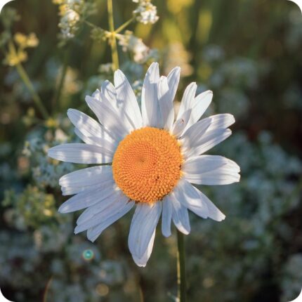 Field scented Mayweed Matricaria chamomilla close-up of white daisy flowers with yellow centres on fine stems.