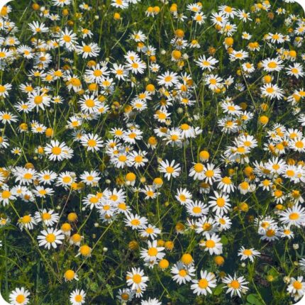 Field scented Mayweed Matricaria chamomilla growing in arable fields and track edges among grasses and wild plants.
