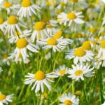 Field scented Mayweed Matricaria chamomilla upright plant with feathery green leaves and many white daisy flowers.