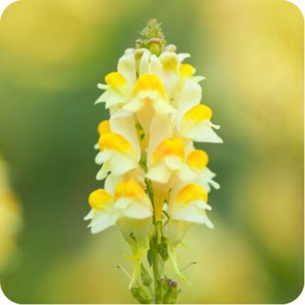Toadflax (Linaria vulgaris) close-up of pale yellow and orange snapdragon-like flowers in full summer bloom.