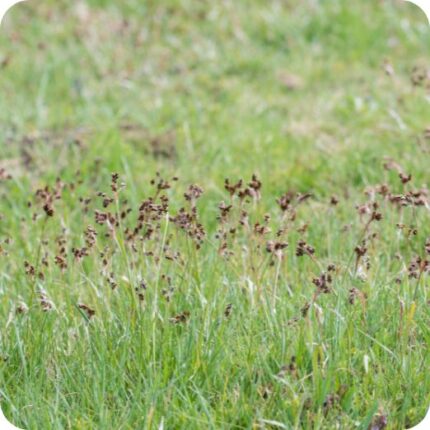 Field Woodrush (Luzula campestris) growing in grassy meadows and pastures among native wildflowers under spring sunlight.