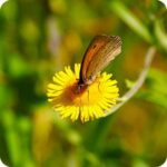 Fleabane (Pulicaria dysenterica) close-up of yellow daisy-like flower heads with a moth sat on top.