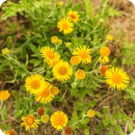 Fleabane (Pulicaria dysenterica) growing along damp meadow edges with grasses and other native wildflowers.