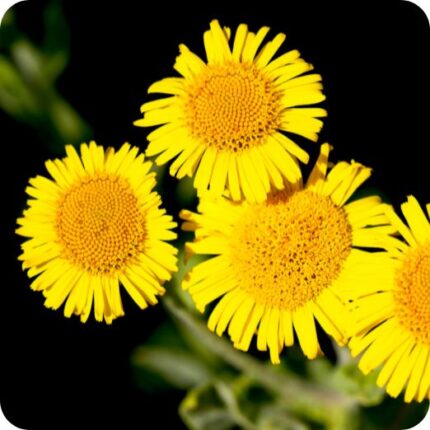 Fleabane (Pulicaria dysenterica) close-up of yellow daisy-like flower heads with delicate central discs in summer bloom.