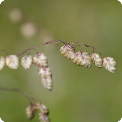 Quaking Grass Briza media close-up of delicate heart-shaped seed heads trembling on fine stems