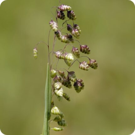 Quaking Grass Briza media graceful meadow grass with slender green stems and nodding heart shaped seed heads.