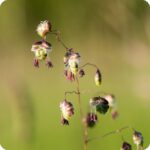 Quaking Grass Briza media graceful meadow grass with slender brown stems and nodding purple heart shaped seed heads