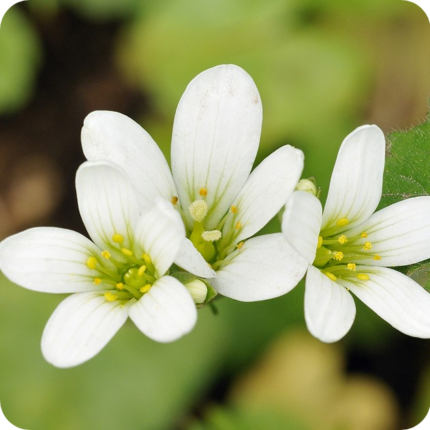 Meadow Saxifrage (Saxifraga granulata) close-up of white star-shaped flowers with yellow centres in spring bloom.