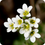 Meadow Saxifrage (Saxifraga granulata) cluster of white star-shaped flowers with yellow centres in spring bloom.