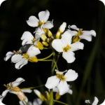 Meadow Saxifrage (Saxifraga granulata) low-growing plant with rosettes of green leaves and clusters of white flowers.