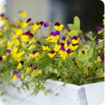 Wild Pansies Viola tricolor flowering plants growing in a white window box showing lush foliage and colourful blooms.