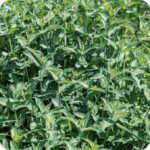 Apple Mint Mentha suaveolens bunch of leafy mint plants growing together with dense, aromatic foliage.