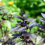 Basil Crimson King Ocimum basilicum close-up of a compact herb plant with dense purple foliage and strong stems