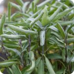Sage (Salvia officinalis) Herb - Image 2