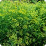 Fennel green (Foeniculum vulgare) Herb