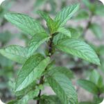 Peppermint (Mentha piperita) Herb
