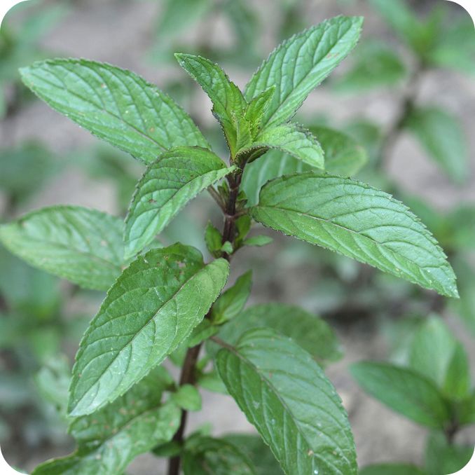 1 Peppermint (Mentha piperita) Herb - Image 1