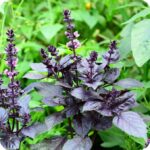 Basil Crimson King Ocimum basilicum deep purple basil plant growing upright with broad, glossy leaves.