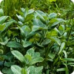 Apple Mint Mentha suaveolens healthy mint plant with fresh green foliage growing vigorously.