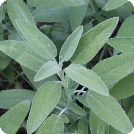 Sage (Salvia officinalis) Herb