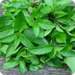 Peppermint (Mentha piperita) Herb - Image 2