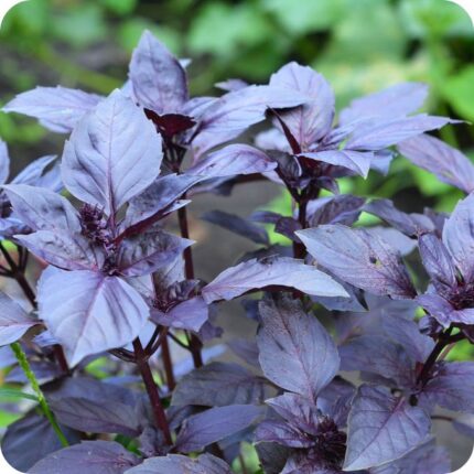 Basil Crimson King Ocimum basilicum close-up of rich purple leaves showing smooth texture and purple colour.