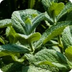 Apple Mint Mentha suaveolens close-up of soft, rounded green leaves with a lightly textured surface.