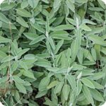 Sage (Salvia officinalis) Herb - Image 3