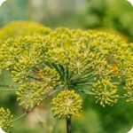 Fennel green (Foeniculum vulgare) Herb - Image 3
