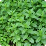 Peppermint (Mentha piperita) Herb - Image 3