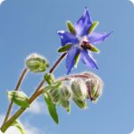 Borage Borago officinalis flowering herb plant with hairy green leaves and blue blooms growing vigorously in a garden bed.