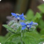 Borage Borago officinalis close-up of bright blue star-shaped flowers with black centres on a bed of green leaves