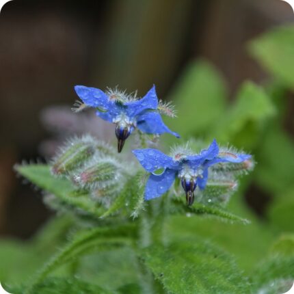 Borage Borago officinalis close-up of bright blue star-shaped flowers with black centres on a bed of green leaves